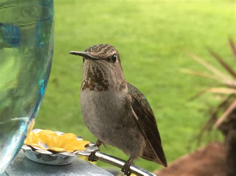 Hummingbird close up : r/interestingasfuck