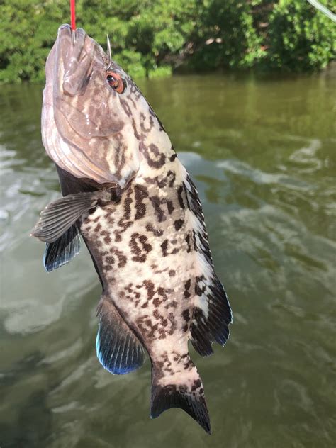 Blue finned grouper - The Hull Truth - Boating and Fishing Forum