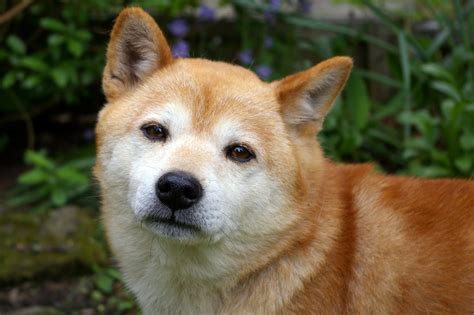 Adorable Shiba Inu Height - l2sanpiero