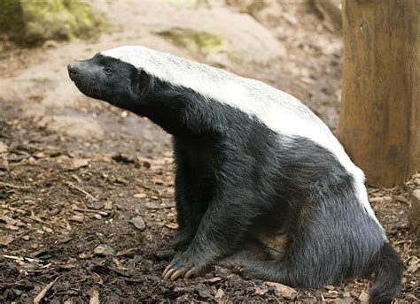 Honey Badger Facts - Animal Facts Encyclopedia