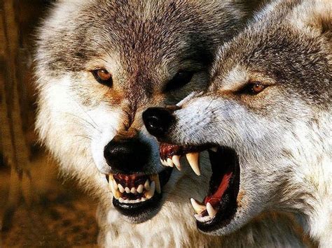 White Wolf : 10 pictures of growling wolves that will awaken your alpha side.