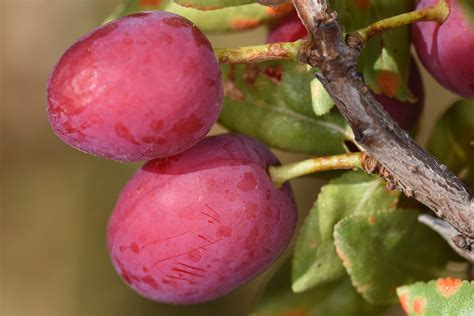 Prunus cerasifera Ehrh. | Plants of the World Online | Kew Science