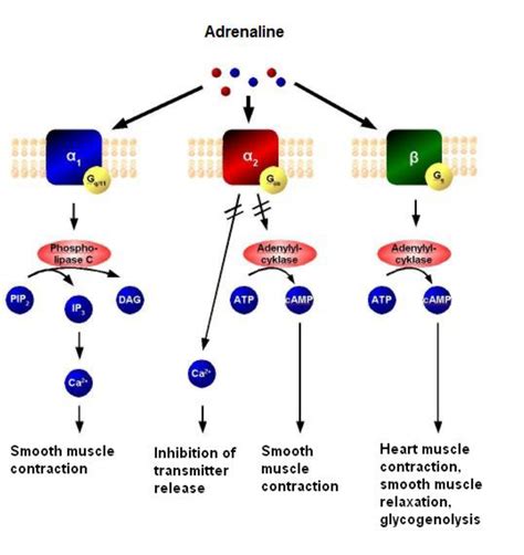 Adrenaline (epinephrine) : Virtual Library