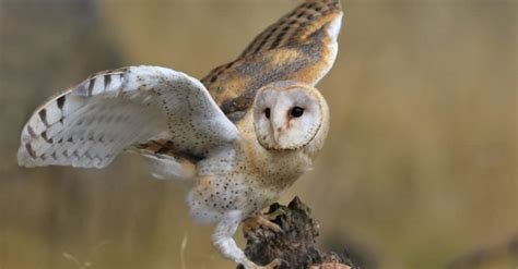 10 Incredible Barn Owl Facts - IMP WORLD