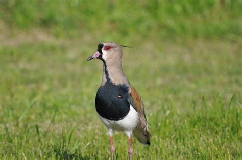 🥇 Image of One Animal, Bird, Tero - 【FREE PHOTO】 100005623