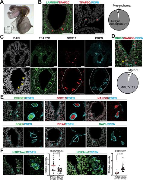 Figures and data in Efficient generation of marmoset primordial germ cell-like cells using ...