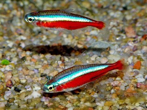 Cardinal tetra care |Habitat and care of cardinal tetra fish