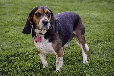 Blue Tick Beagle: Facts, Origin, & History (With Pictures) | Hepper