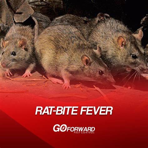 Rat Bite Fever is a disease contracted from the bite of a rat that causes inflam... - Go Forward ...