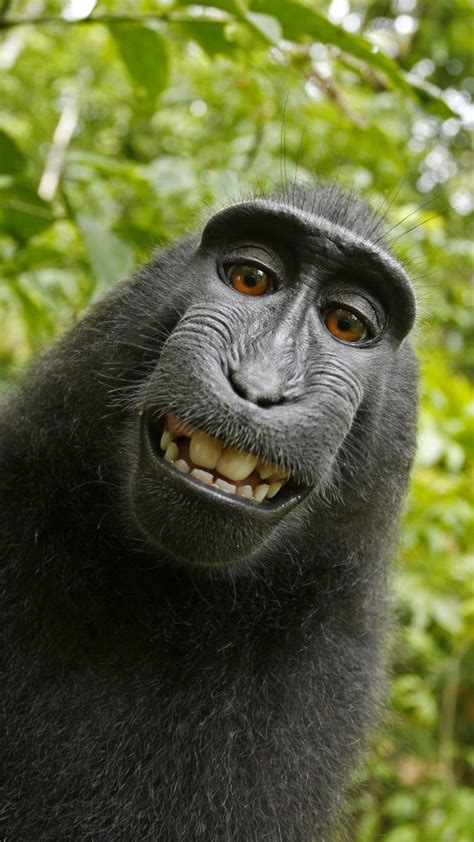 Sad monkey face: No copyright for macaque, judge provisionally rules ...