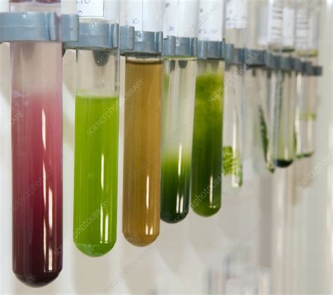 Microalgae food supplement production - Stock Image - C011/4110 - Science Photo Library