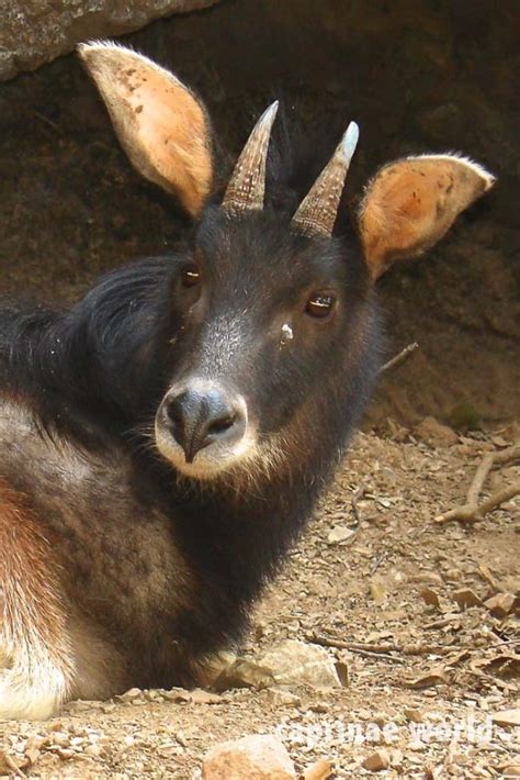 Himalayan Serow (Capricornis thar) – Ralfs' Wildlife and Wild Places