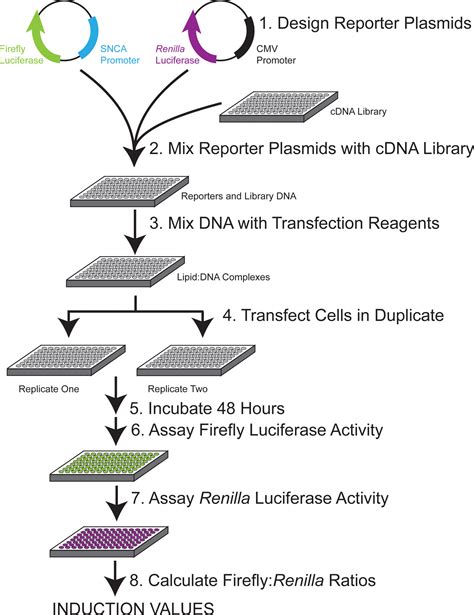 High-throughput Functional Screening using a Homemade Dual-glow ...