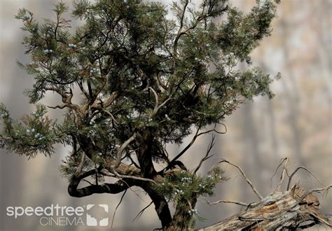 Rocky Mountain Juniper Species Pack – SpeedTree