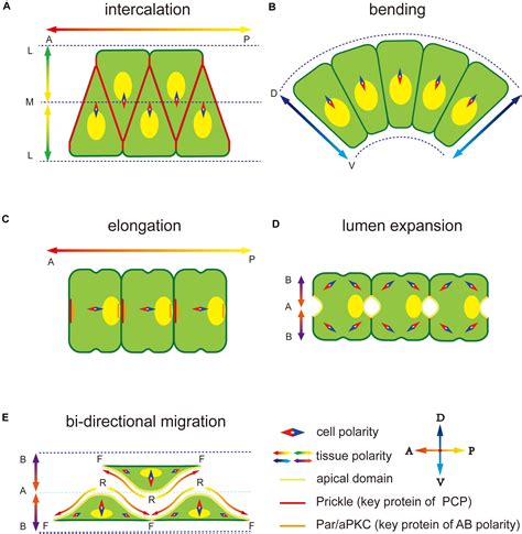 Frontiers | Polarity Establishment and Maintenance in Ascidian ...