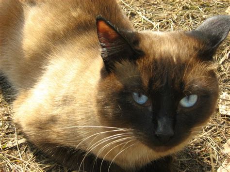 Siamese Cat-Twins: First Brother — Russian Cats Pictures