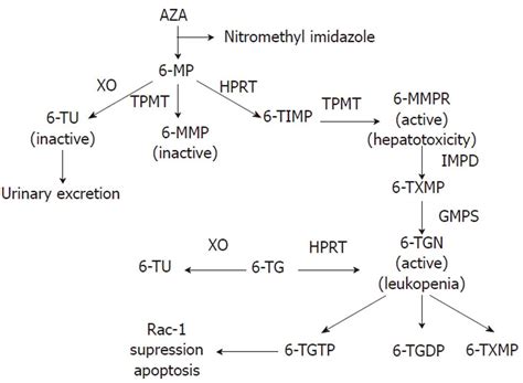 Optimizing 6-mercaptopurine and azathioprine therapy in the management of inflammatory bowel disease