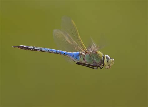 Smithsonian Scientists Unlock the Mystery of Dragonfly Migration | Smithsonian's National Zoo ...