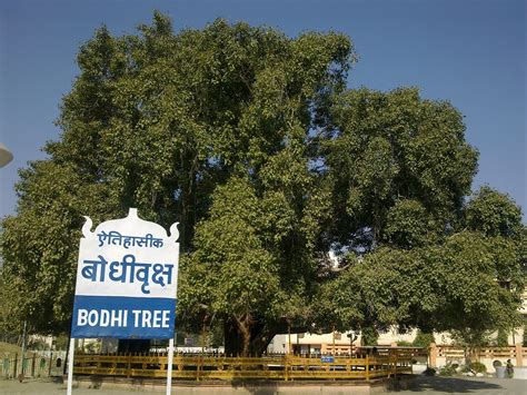 File:Bodhi Tree at Deekshabhoom Nagpur.jpg - Wikipedia, the free ...