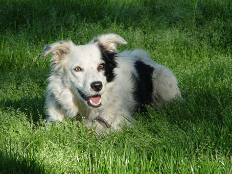 Border Collie Trained to Recognize 1,022 Nouns Dies - Democratic ...