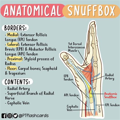 Anatomical Snuff Box | SexiezPicz Web Porn