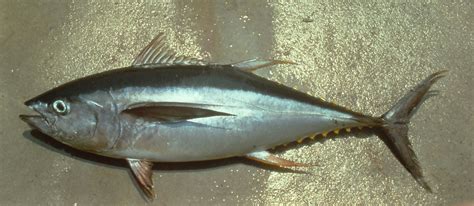 Thunnus albacares » NCFishes.com