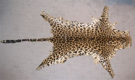 Veronica B Amur Leopard