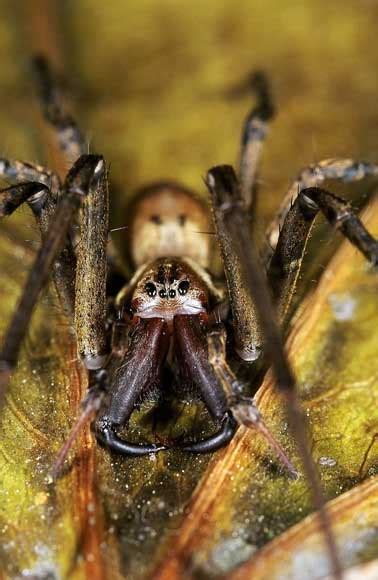 Sheet-web spider – Spiders and other arachnids – Te Ara Encyclopedia of New Zealand