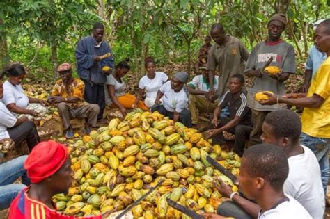 Ghana’s Cocoa Farmers Are Trapped By The Chocolate Industry