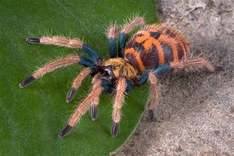 Female Chromatopelma cyaneopubescens • 1 1/4" ♀ • Arachnoiden