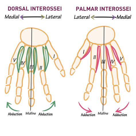 Gross Anatomy Glossary: Hand muscles - Interossei (Dorsal and Palmar) | ditki medical ...