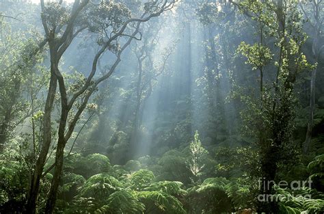 Hawaiian Rainforest Photograph by Gregory Dimijian MD