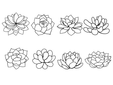 Premium Vector | Outlines cactus and succulents in doodle style. Hand drawn cactus black and ...