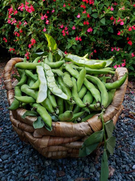 How to Grow & Use Fava Beans (Broad Beans): As Food & Cover Crops ...