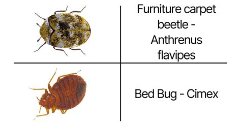 Carpet Beetle VS Bed Bug: A Quick Guide on the Differences?