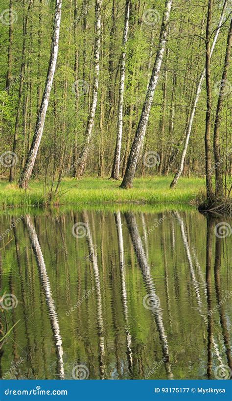 Birches at the lake stock image. Image of trunks, forest - 93175177