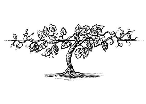 Steven Noble Illustrations: Grapevine Stock | Vine drawing, Grape drawing, Grape vines