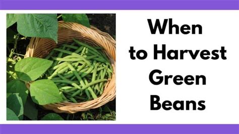 When to Harvest Green Beans - Together Time Family