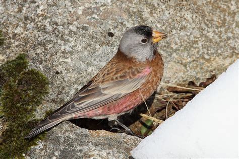 Gray-crowned Rosy-Finch | Oregon Birding Association