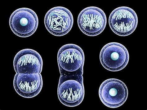 MITOSIS Y MEIOSIS