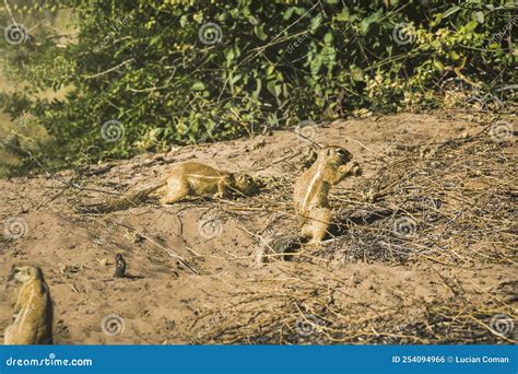 Cape ground squirrel stock photo. Image of inauris, africa - 254094966