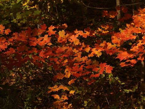 Fall Foliage Map 2023: See When Autumn Leaves Peak In GA | Across Georgia, GA Patch