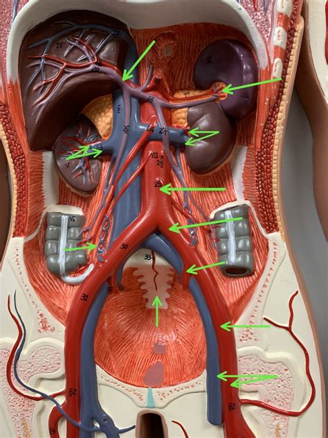 Abdominal blood vessels Diagram | Quizlet