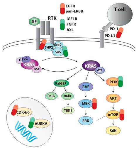 Drugging the Undruggable: Advances on RAS Targeting in Cancer