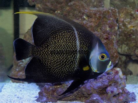 French Angelfish – KP Aquatics