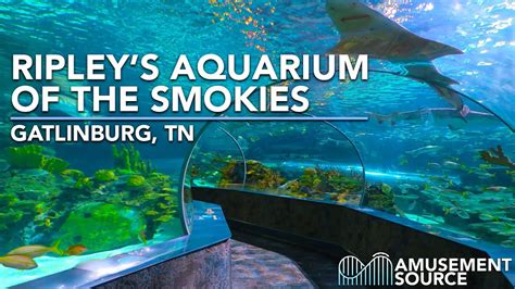 Tennessee Ripleys Aquarium Of The Smokies - Aquarium Views