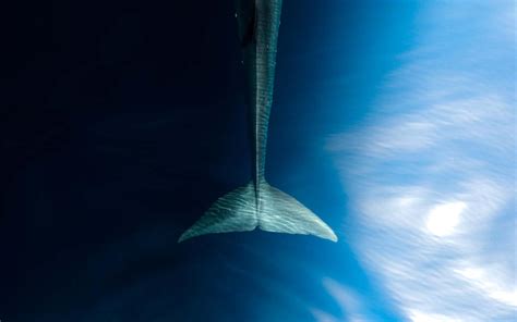 Le WWF présente "RORQUAL" : Son tout premier documentaire | WWF France