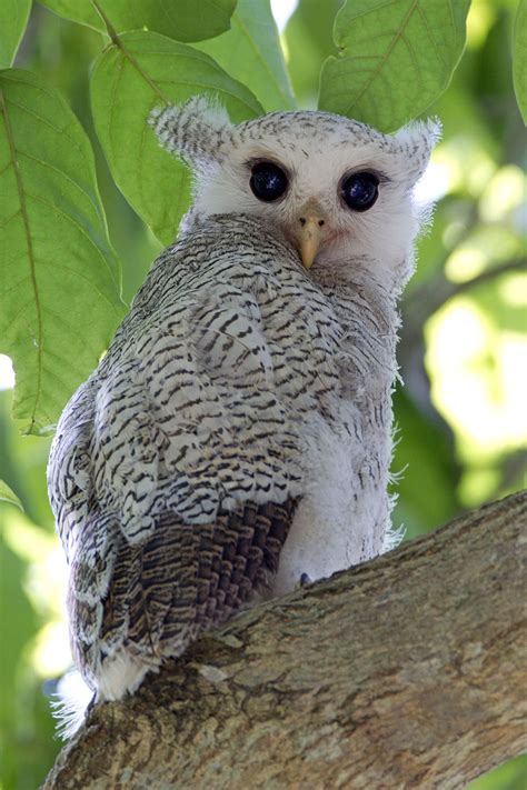 Barred Eagle-Owl – Birds of Singapore