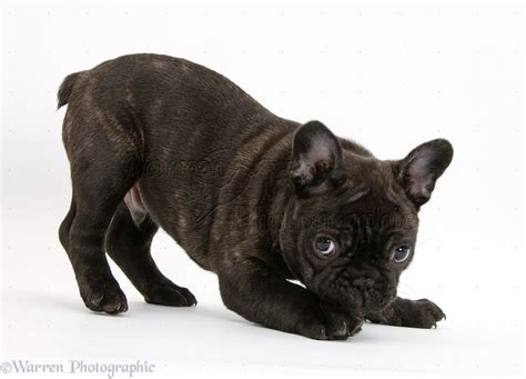 Dark brindle French Bulldog pup photo WP35754