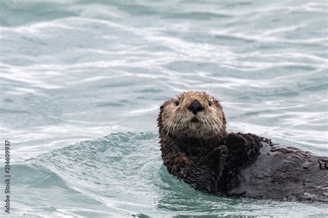 Sea Otter Swimming Stock Photo | Adobe Stock